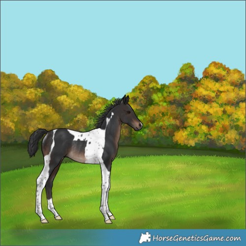Horse Color:Brown Tobiano Rabicano