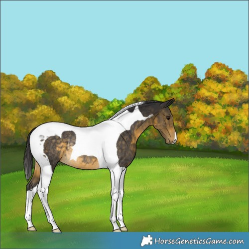 Horse Color:Buckskin Tobiano Rabicano 