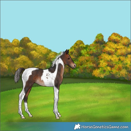 Horse Color:Bay Tobiano 