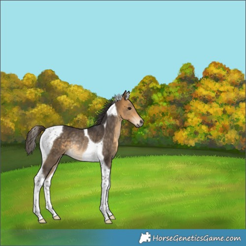 Horse Color:Buckskin Tobiano Rabicano