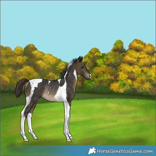 Horse Color:Buckskin Tobiano Rabicano 