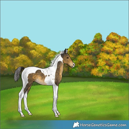 Horse Color:Buckskin Tobiano