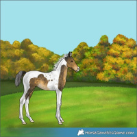 Horse Color:Buckskin Tobiano 