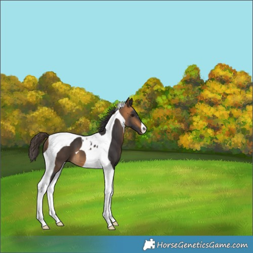 Horse Color:Buckskin Tobiano 