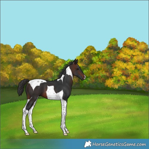Horse Color:Brown Tobiano 