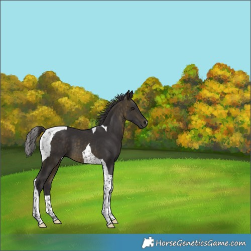 Horse Color:Buckskin Tobiano 