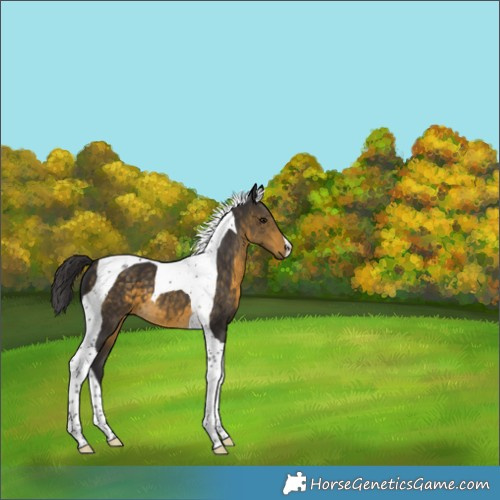 Horse Color:Buckskin Tobiano 