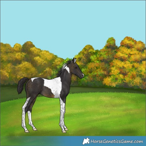 Horse Color:Buckskin Tobiano 