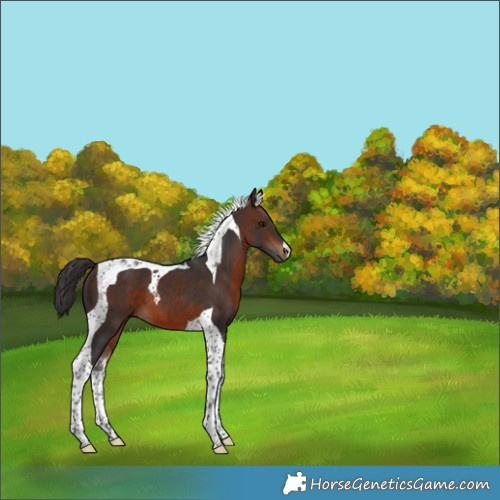 Horse Color:Brown Tobiano 