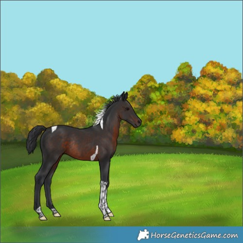 Horse Color:Brown Tobiano Rabicano 