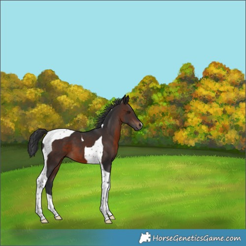 Horse Color:Brown Tobiano 