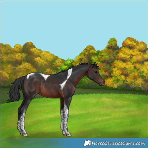 Horse Color:Brown Tobiano Rabicano 