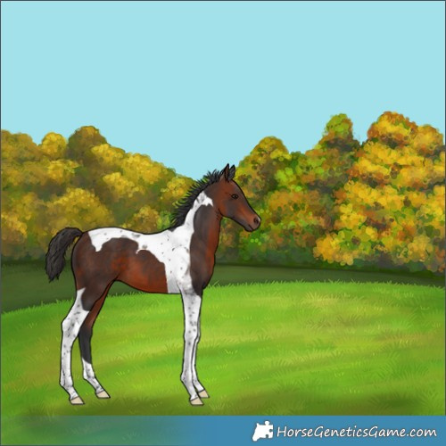 Horse Color:Bay Tobiano 