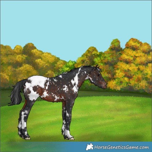 Horse Color:White Spotted Brown Appaloosa