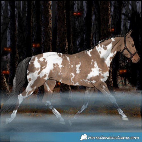 Horse Color:White Spotted Liver Red Dun Rabicano 