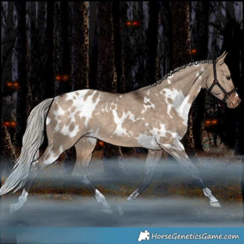 Horse Color:White Spotted Silver Bay Dun Appaloosa Rabicano 