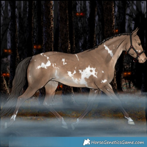 Horse Color:White Spotted Liver Red Dun Appaloosa Rabicano