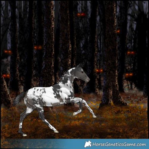 Horse Color:White Spotted Black Appaloosa