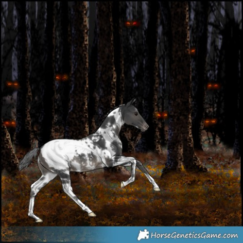 Horse Color:White Spotted Black Appaloosa