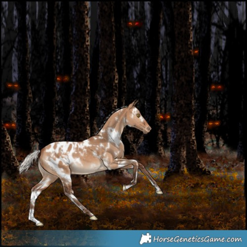 Horse Color:White Spotted Silver Brown Dun Appaloosa 