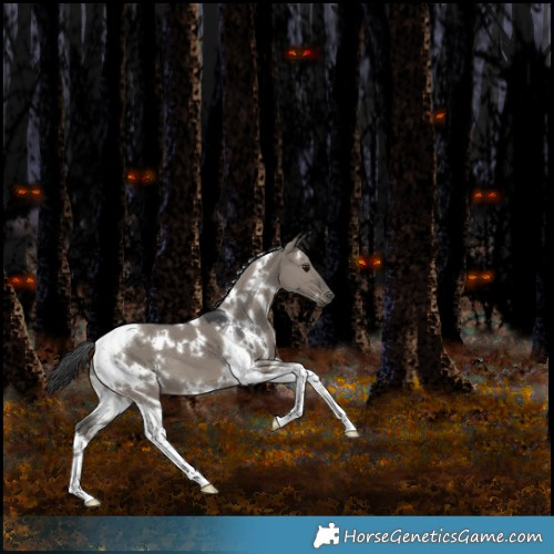 Horse Color:White Spotted Grullo Tobiano