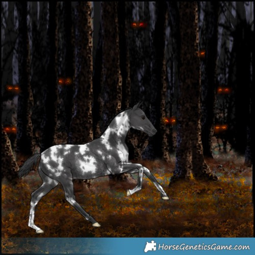 Horse Color:White Spotted Black Rabicano 