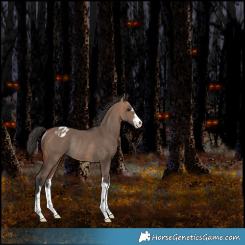 Horse Color:White Spotted Bay Dun Appaloosa Rabicano 