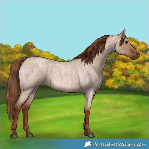 Horse Color:Red Dun Roan 