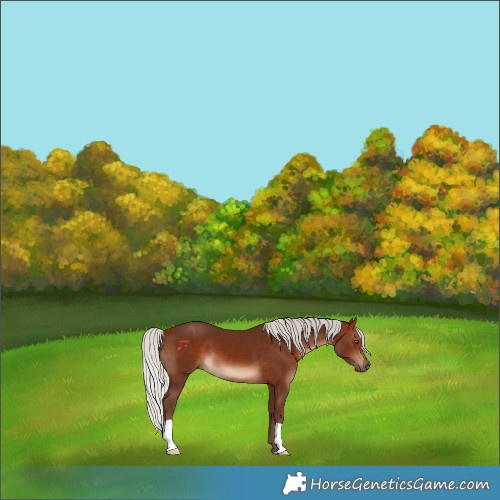 Horse Color:Silver Brown 