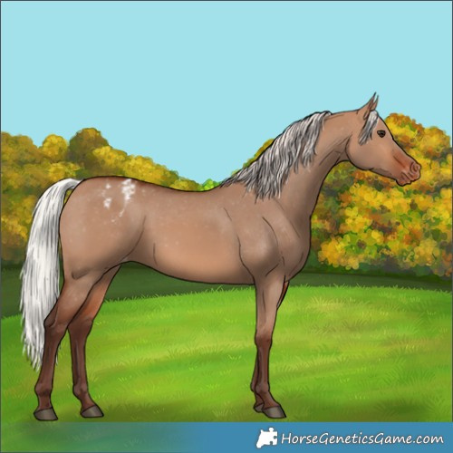 Horse Color:Silver Brown Dun Appaloosa 
