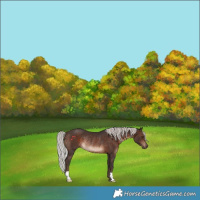Horse Color:Silver Brown Rabicano