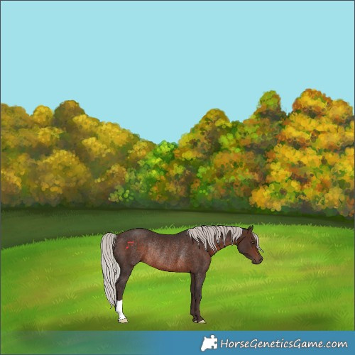 Horse Color:Silver Brown Rabicano 