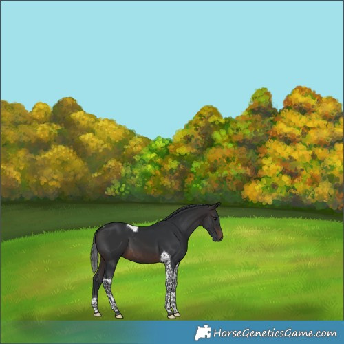 Horse Color:Brown Tobiano 