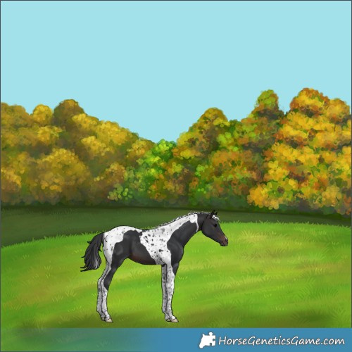 Horse Color:Brown Tobiano