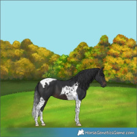 Horse Color:Brown Tobiano