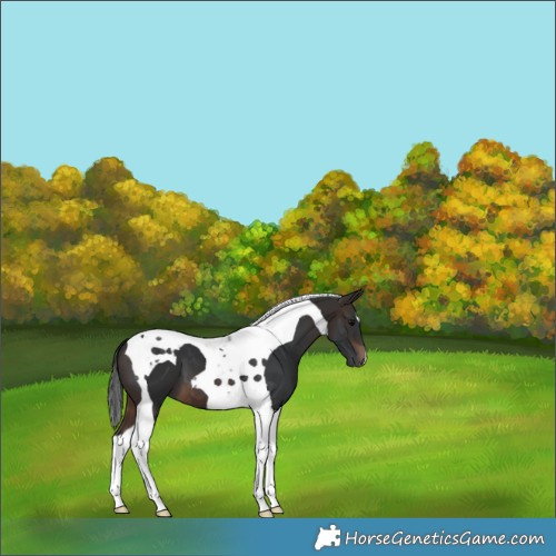 Horse Color:Brown Tobiano