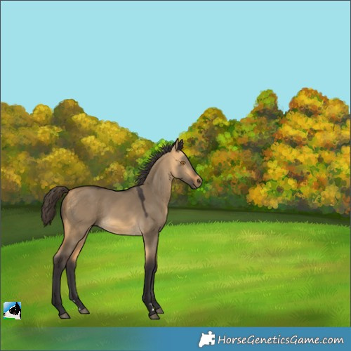 Horse Color:Buckskin Dun Rabicano 