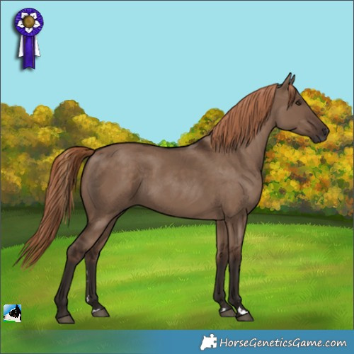 Horse Color:Liver Red Dun 
