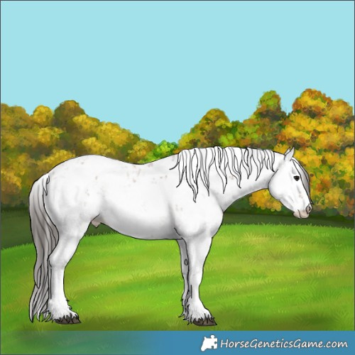 Horse Color:Bay Sabino