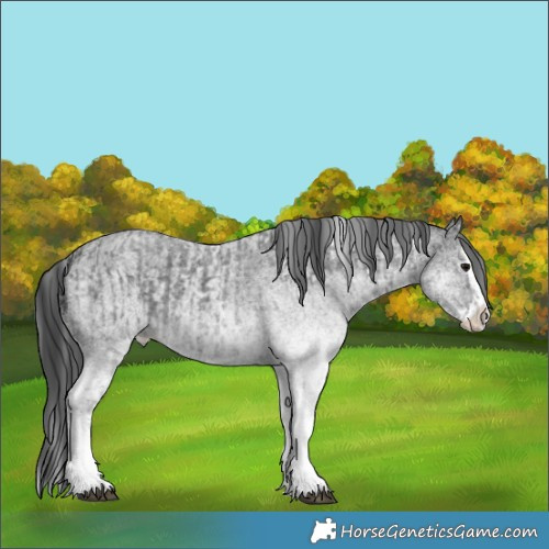 Horse Color:White Spotted Blue Roan Rabicano  and White Spotted Blue Roan Splash Rabicano 
