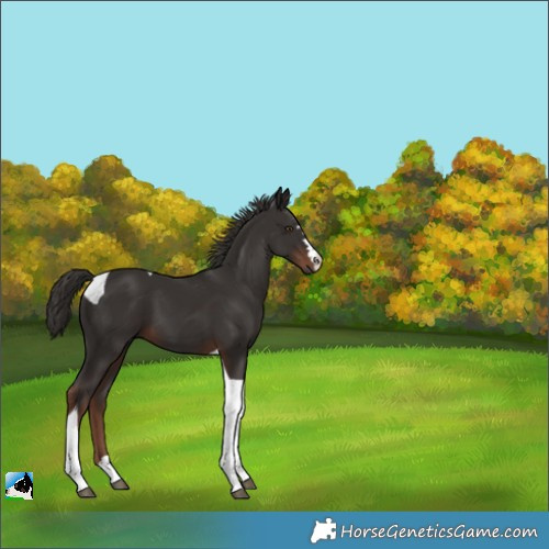 Horse Color:Liver Chestnut Tobiano 