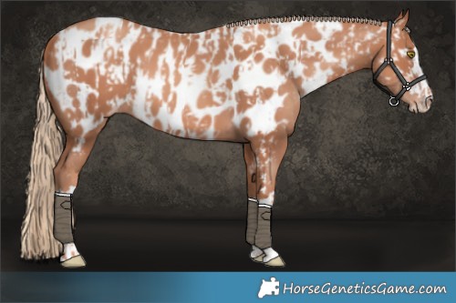 Horse Color:Gold Champagne Appaloosa  and Gold Champagne Appaloosa 