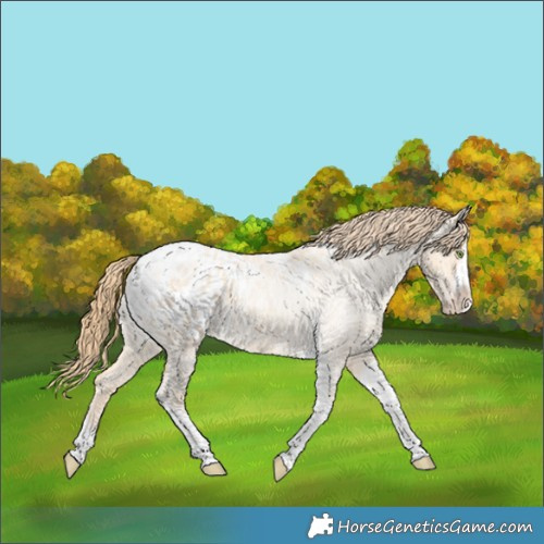Horse Color:Gold Champagne Roan Dun Splash Tobiano Frame Blanket Rabicano 