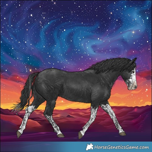 Horse Color:Black  and Black Splash 