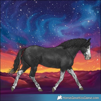 Horse Color:Black  and Black Splash 