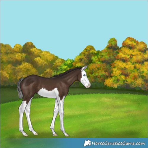 Horse Color:Liver Chestnut Splash 