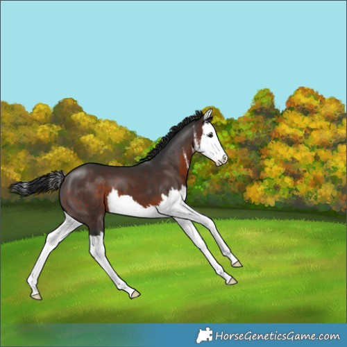 Horse Color:White Spotted Brown Splash 