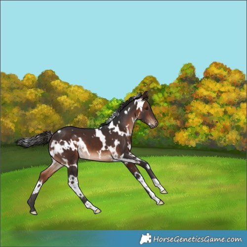 Horse Color:White Spotted Brown