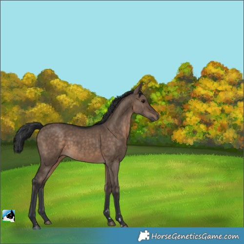 Horse Color:Brown Dun 