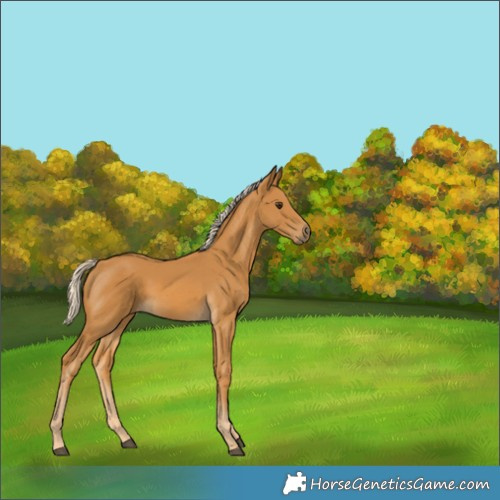 Horse Color:Palomino 